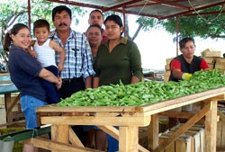 Sebastian Araya Sr., who, with his family, oversees okra being sorted and packed for export