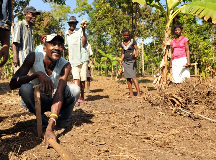 Farmers prepare the ground for cocoa seedlings in Acul du Nord, one of the communes in northern Haiti receiving assistance under