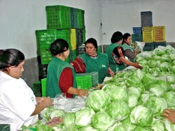Women from the Paraxaj community in Guatemala pack lettuce for a new buyer.