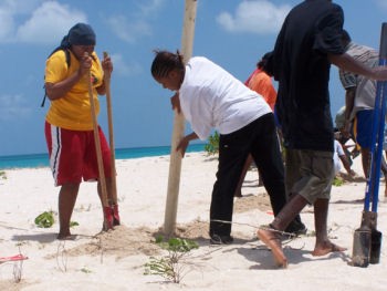 Codrington residents dig holes and plant fencing posts to help fortify breaches in their lagoon