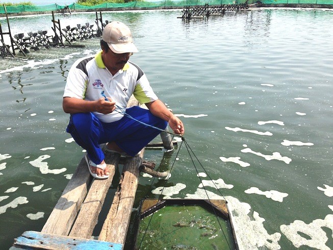 USAID helps aquaculture farmers adopt sustainable production practices and fisheries management. 