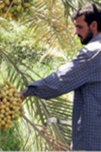 Fresh Date Exports End 20-Year Lull