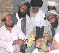 Farmers from Zabul Province traveled to Kandahar City to learn new techniques in vine care, 	 production, and post-harvest handl
