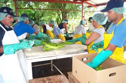 Program works with farmers to ensure quality crop management and processing.