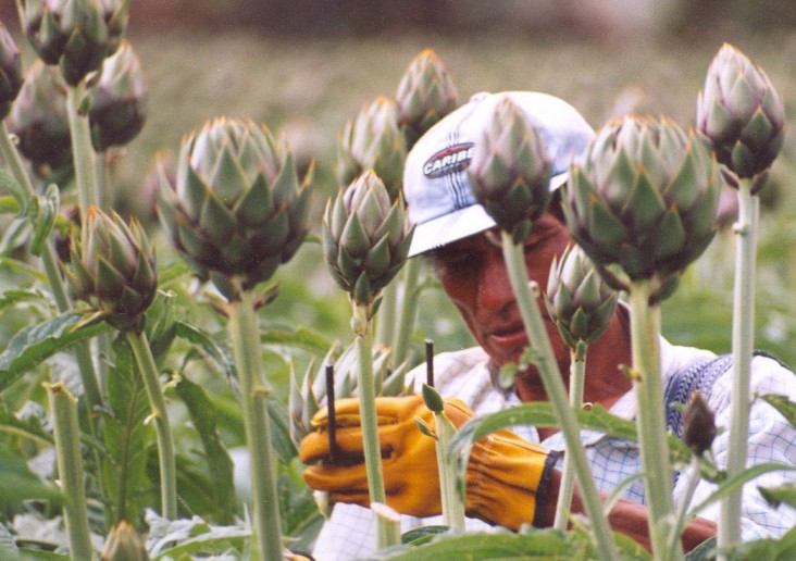 A farmer in a field of artichokes