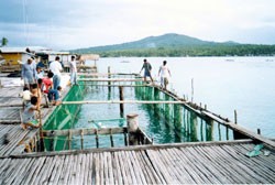 Former combatants on the Philippine island of Mindanao construct fish cages to raise high-value fish. They use existing seaweed-