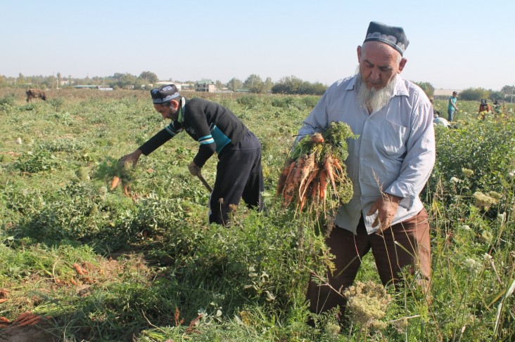 Улучшенное водоснабжение утроило количество урожаев в Таджикистане 