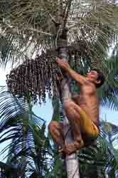A farmer climbs an açaí tree to pick berries for export in Tomé-Açu, Brazil.