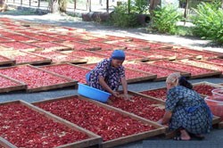 A USAID-funded project is working with southern Kyrgyzstani farmers to dry tomatoes for export to the United States and Europe.