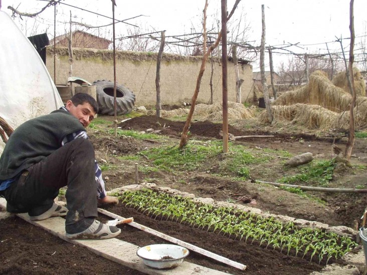 A farmer participating in a USAID-funded agricultural development project plants tomato seedlings for the next season. 