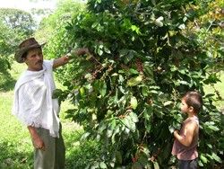 A farmer inspects his coffee shrub, planted in fields that once grew illegal crops, with his son near Turbó, in Colombia’s Urabá