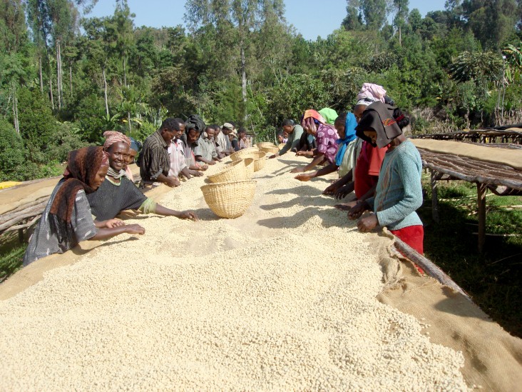 Some of the 280 workers at Tariku Midergo Coffee Company