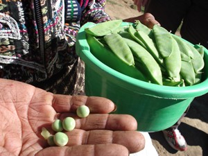 K’iche’ maya man from Sololá proudly shows a sample of his snow pea harvest.