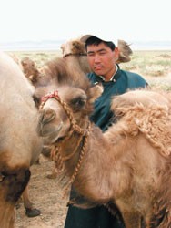 Mr. Ikhbayar with his camels. 