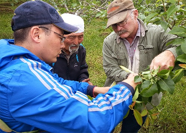 Volunteer expert Ross Penhallegon training local farmers on proper fruit tree pruning, Issyk-Kul oblast, July 2014 
