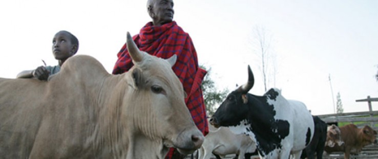 A Maasai father and son tend to their cattle in Kitengela, Kenya.