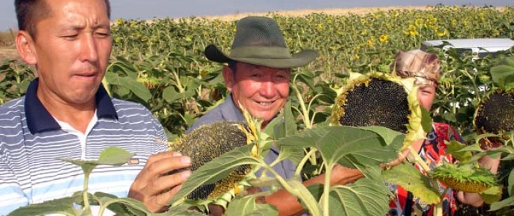 USAID’s Kyrgyz Agro-Input Enterprise Development project helped to stimulate the production of 2,500 metric tons of corn and sun