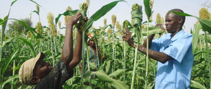 Hamidou Ly, right, and son Mamadou work in their sorghum field cultivated with conservation farming techniques. They are wrappin