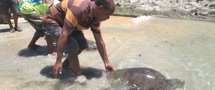 Edmundo da Cruz releases a rescued turtle in Com.