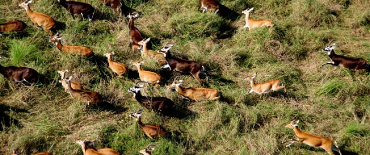 A herd of white-eared kob runs across an expanse of what is now South Sudan. 