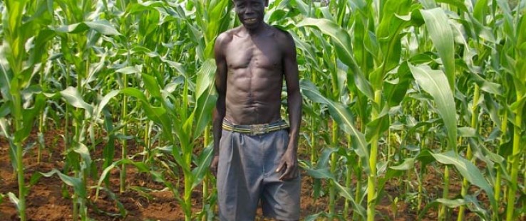 Farmer James Sworo with the maize he planted two months earlier in Kajo Keji County, South Sudan 