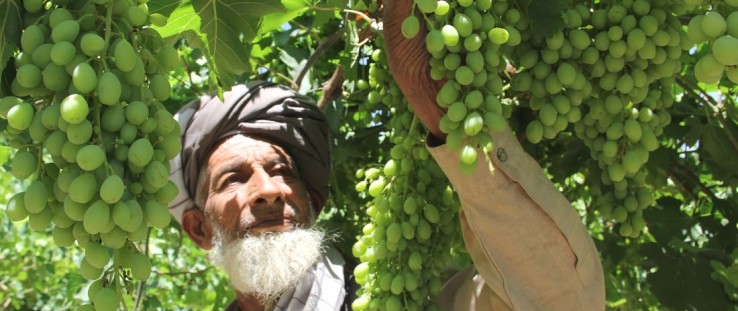 Mohammad Nasir, a farmer from Parwan province, Afghanistan, inspects his nearly ripened grapes.