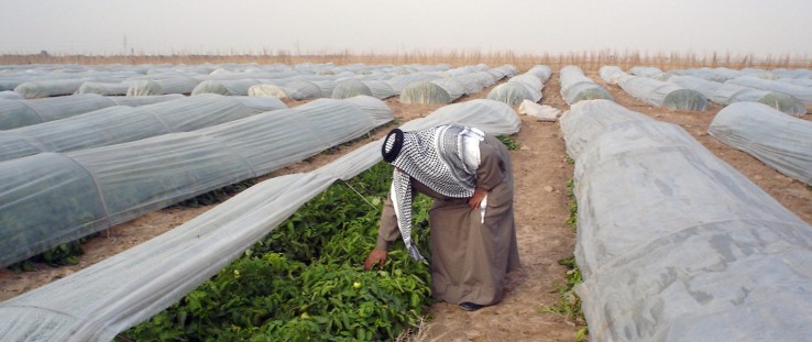 USAID's "Inma" agribusiness project provides assistance to farmers in the Hillah province.  Credit: Louis Berger