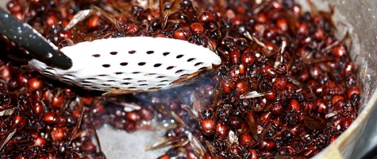 Chocolate-covered ants are just one of the gourmet products sold by CIBUM S.A.S.