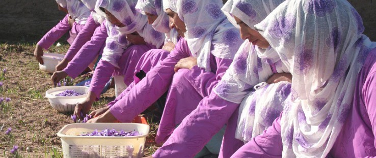 Members of the Ghoryan Women’s Saffron Association pick flowers during the saffron harvest.