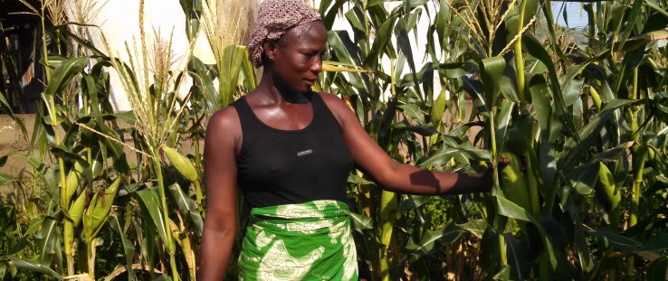 Mary Utsewa admires stalks of corn that eclipsed her in height. Thanks to a USAID donation, she recently harvested 1,000 kilograms to consume and sell.