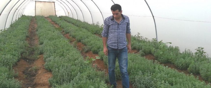 A USAID agronomist checks on the plants. “We applied the new magnetic water technology to plots of oregano and tarragon with the