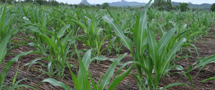 Crops in Mozambique
