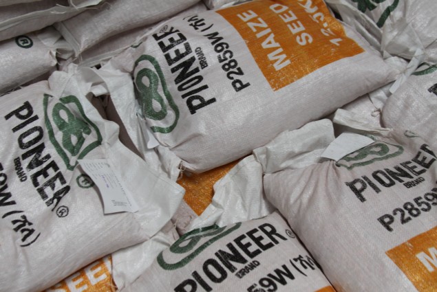 Pioneer Maize Seed Ready for Shipment