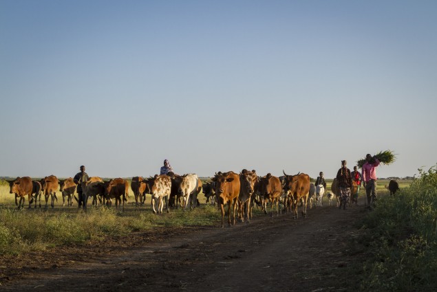 Cattle in Jijiga