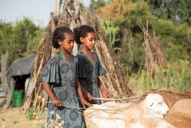 Diversified income. Thanks to USAID, Tumay Ashebir and his wife Alem Tekle and their family (two of his daughters are shown here) are engaged in everything from sheep rearing and fattening to producing vegetables, grains, and honey. They even run a small transportation business with their mule cart. Their assets, which now include 21 sheep, 10 cattle, a cart, beehives, and a year's worth of food in storage, continue to grow.