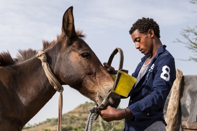 Diversified income. Thanks to USAID, Tumay Ashebir and his wife Alem Tekle and their family (his second oldest son is shown here preparing the mule to pull the cart) are engaged in everything from sheep rearing and fattening to producing vegetables, grains, and honey. They also have a garden and run a small transportation business with their mule cart. Their assets, which now include 21 sheep, 10 cattle, a cart, beehives, and a year's worth of food in storage, continue to grow.