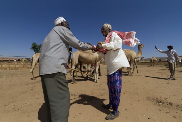 Camel Traders Finalize a Deal