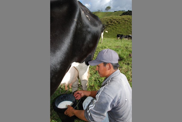 Man Milking Cow