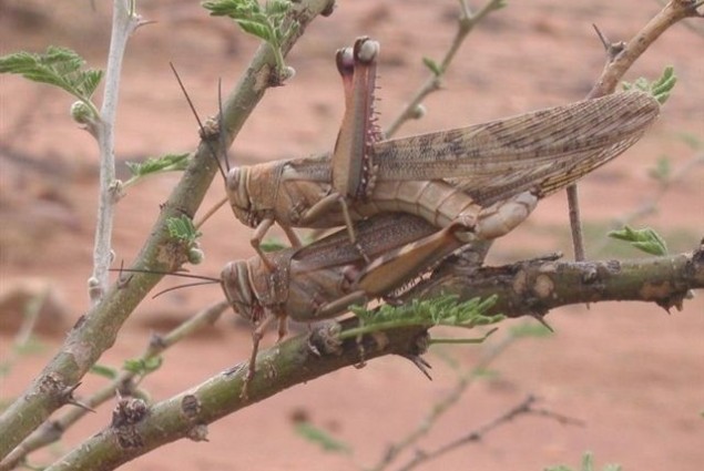 Copulating Tree Locust in Sudan 