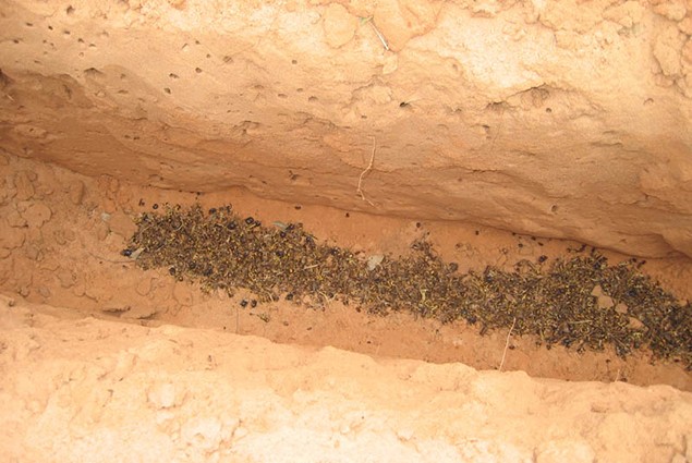 Locust - Cadavers of Dead Hoppers