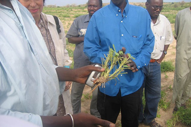 Locust - Senegalese Regional Crop 