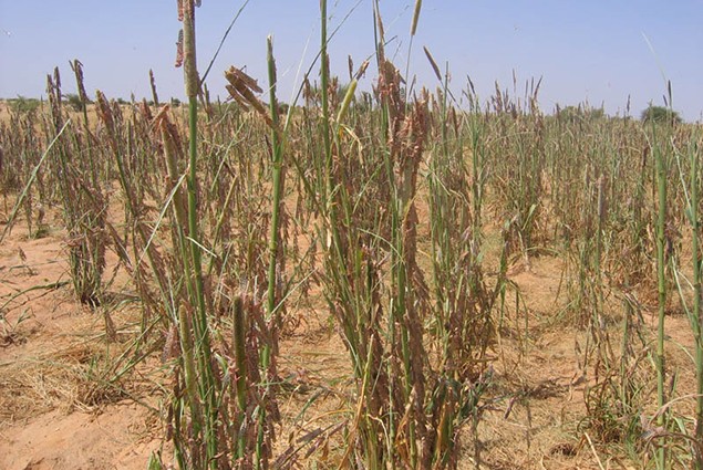 Locust - Feeding on a Millet Crop