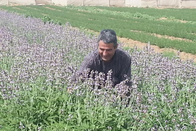 Used as a spice and for making tea, sage can be an important export crop for Palestinian farmers. The better quality water resul