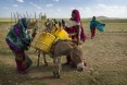 Donkeys Transport Water
