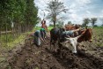 USAID beneficiaries Hebisu Kabeto and his wife Adanech Abziger plow their field together.