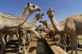 Water Trough for Camels