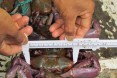 Measuring Crabs