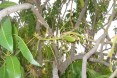 Locust - Citrus Tree