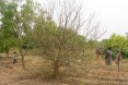 Locust - Lemon Tree Defoliated