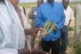 Locust - Senegalese Regional Crop 